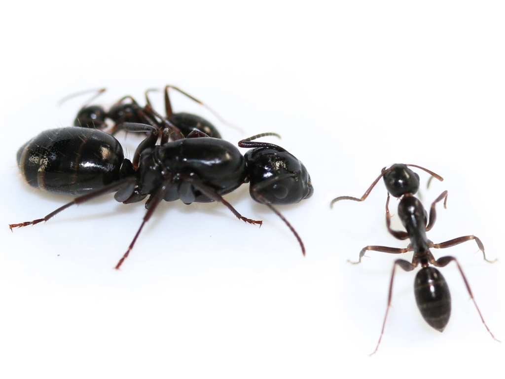 Camponotus fallax